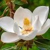 Sweetbay Magnolia Tree Live Plant, 6-12 Inches Tall, Fragrant Flowers, Outdoor - Image 1
