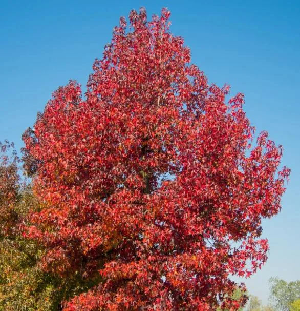 Sweetgum Tree Seedling - 5 Bare Roots, 1-2ft Tall, Dormant Outdoor Plant Sweetgum Tree Seedling - 5 Bare Roots, 1-2ft Tall, Dormant Outdoor Plant - Image 10