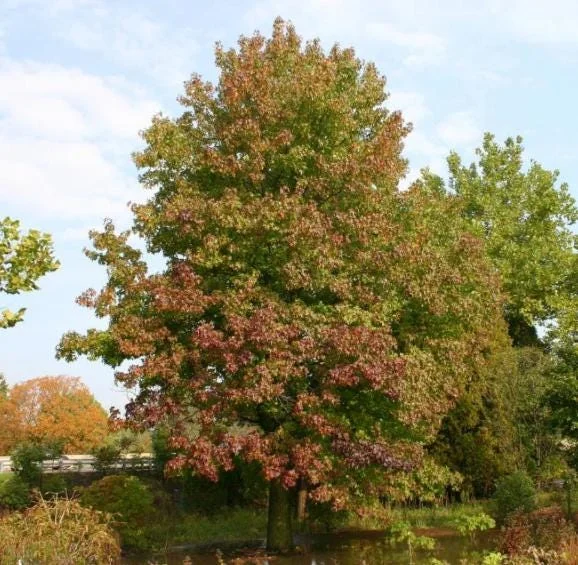 Sweetgum Tree Seedling - 5 Bare Roots, 1-2ft Tall, Dormant Outdoor Plant Sweetgum Tree Seedling - 5 Bare Roots, 1-2ft Tall, Dormant Outdoor Plant - Image 3