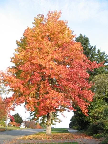 Sweetgum Tree Seedling - 5 Bare Roots, 1-2ft Tall, Dormant Outdoor Plant Sweetgum Tree Seedling - 5 Bare Roots, 1-2ft Tall, Dormant Outdoor Plant - Image 4