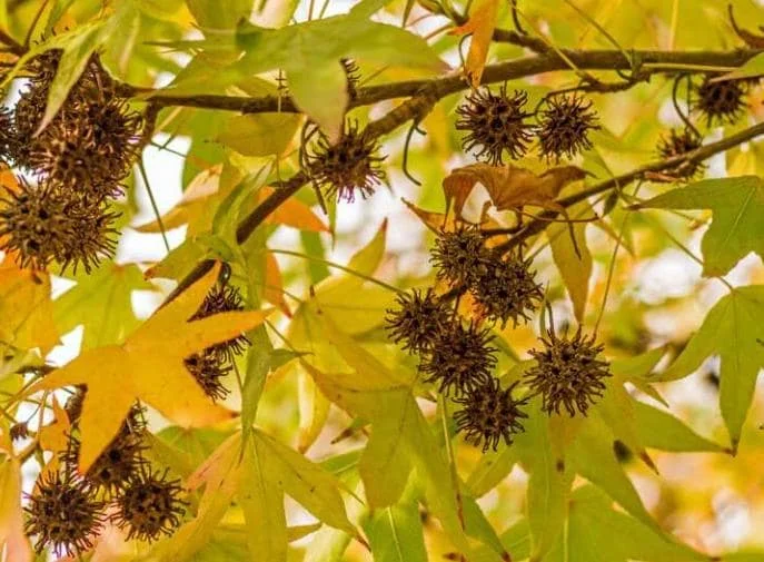 Sweetgum Tree Seedling - 5 Bare Roots, 1-2ft Tall, Dormant Outdoor Plant Sweetgum Tree Seedling - 5 Bare Roots, 1-2ft Tall, Dormant Outdoor Plant - Image 5