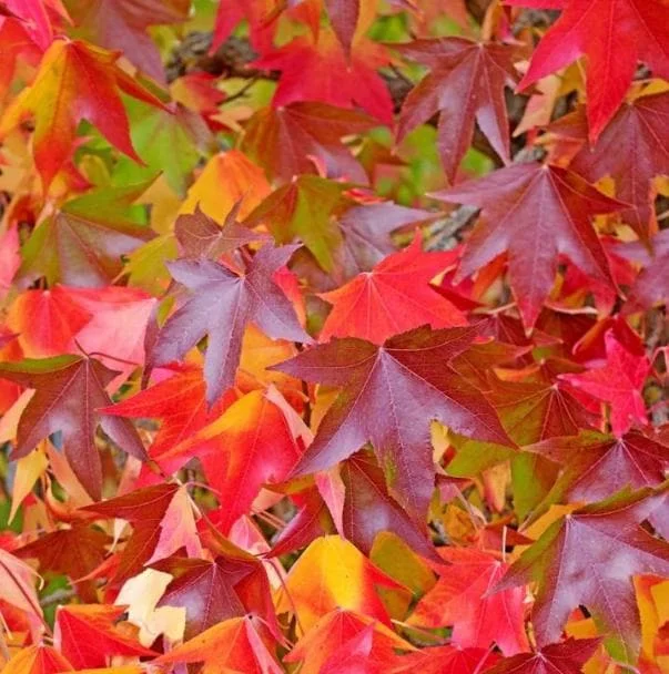 Sweetgum Tree Seedling - 5 Bare Roots, 1-2ft Tall, Dormant Outdoor Plant Sweetgum Tree Seedling - 5 Bare Roots, 1-2ft Tall, Dormant Outdoor Plant - Image 7