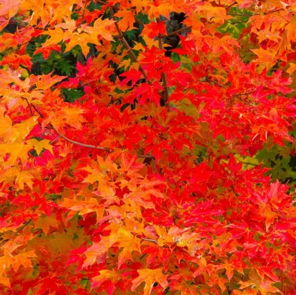 Sweetgum Tree Seedling - 5 Bare Roots, 1-2ft Tall, Dormant Outdoor Plant Sweetgum Tree Seedling - 5 Bare Roots, 1-2ft Tall, Dormant Outdoor Plant - Image 8