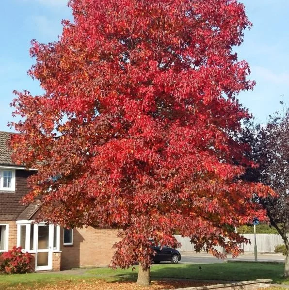 Sweetgum Tree Seedling - 5 Bare Roots, 1-2ft Tall, Dormant Outdoor Plant Sweetgum Tree Seedling - 5 Bare Roots, 1-2ft Tall, Dormant Outdoor Plant - Image 9