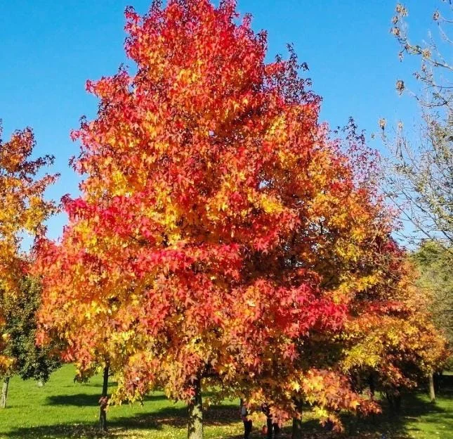 Sweetgum Tree Seedling - 5 Bare Roots, 1-2ft Tall, Dormant Outdoor Plant Sweetgum Tree Seedling - 5 Bare Roots, 1-2ft Tall, Dormant Outdoor Plant - Image 1