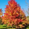 Sweetgum Tree Seedlings - 5 Bare Root Plants, 1-2ft Tall, Outdoor Sweetgum Tree Seedlings - 5 Bare Root Plants, 1-2ft Tall, Outdoor - Image 1