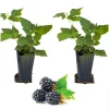 Sweetie Pie Blackberry Live Plants - Thornless Berry Bush, 2 Pack, 4-8 Inch Tall - Image 1