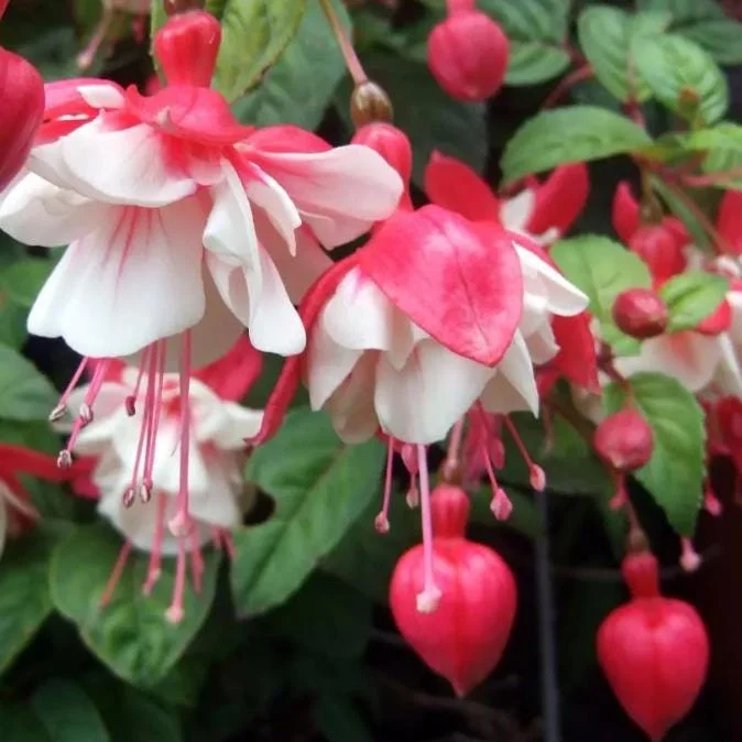 Swingtime Fuchsia Live Plant - 5 inch Pot, 8-12 inch Tall - Red White Blooms Swingtime Fuchsia Live Plant - 5 inch Pot, 8-12 inch Tall - Red White Blooms - Image 2
