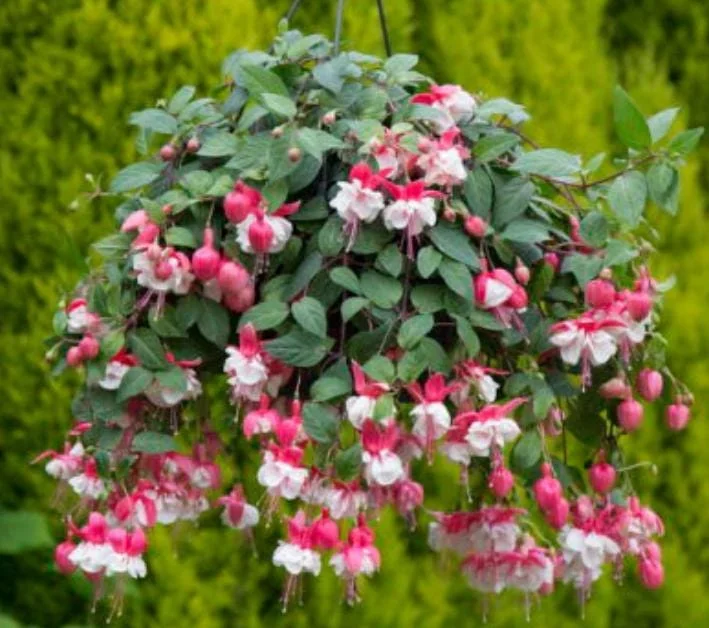 Swingtime Fuchsia Live Plant - 5 inch Pot, 8-12 inch Tall - Red White Blooms Swingtime Fuchsia Live Plant - 5 inch Pot, 8-12 inch Tall - Red White Blooms - Image 4
