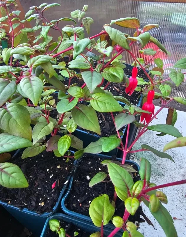 Swingtime Fuchsia Live Plant - 5 inch Pot, 8-12 inch Tall - Red White Blooms Swingtime Fuchsia Live Plant - 5 inch Pot, 8-12 inch Tall - Red White Blooms - Image 5