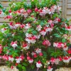 Swingtime Fuchsia Live Plant - 5 inch Pot, 8-12 inch Tall - Red White Blooms Swingtime Fuchsia Live Plant - 5 inch Pot, 8-12 inch Tall - Red White Blooms - Image 1
