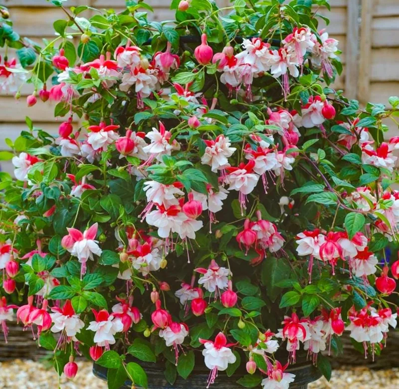Swingtime Fuchsia Live Plant - 5 inch Pot, 8-12 inch Tall - Red White Blooms Swingtime Fuchsia Live Plant - 5 inch Pot, 8-12 inch Tall - Red White Blooms - Image 1