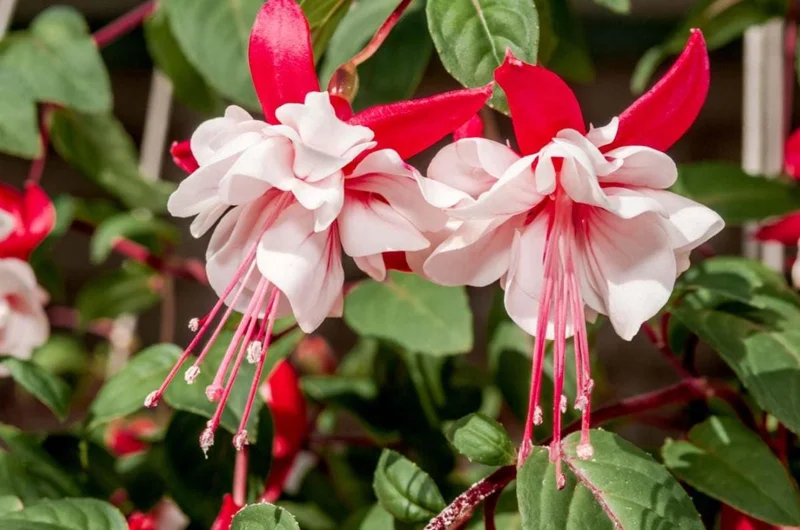 Swingtime Fuchsia Live Plant - 5 Inch Pot - Red & White Blooms - Shade Garden Swingtime Fuchsia Live Plant - 5 Inch Pot - Red & White Blooms - Shade Garden - Image 2