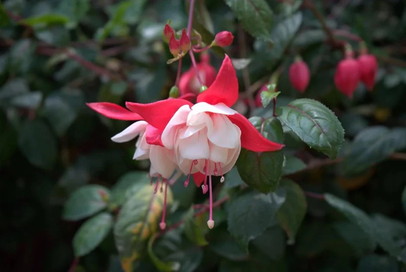 Swingtime Fuchsia Live Plant - 5 Inch Pot - Red & White Blooms - Shade Garden Swingtime Fuchsia Live Plant - 5 Inch Pot - Red & White Blooms - Shade Garden - Image 3