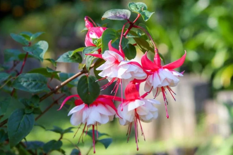 Swingtime Fuchsia Live Plant - 5 Inch Pot - Red & White Blooms - Shade Garden Swingtime Fuchsia Live Plant - 5 Inch Pot - Red & White Blooms - Shade Garden - Image 4
