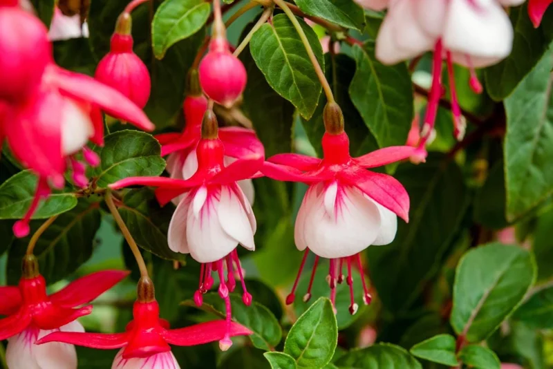 Swingtime Fuchsia Live Plant - 5 Inch Pot - Red & White Blooms - Shade Garden Swingtime Fuchsia Live Plant - 5 Inch Pot - Red & White Blooms - Shade Garden - Image 5