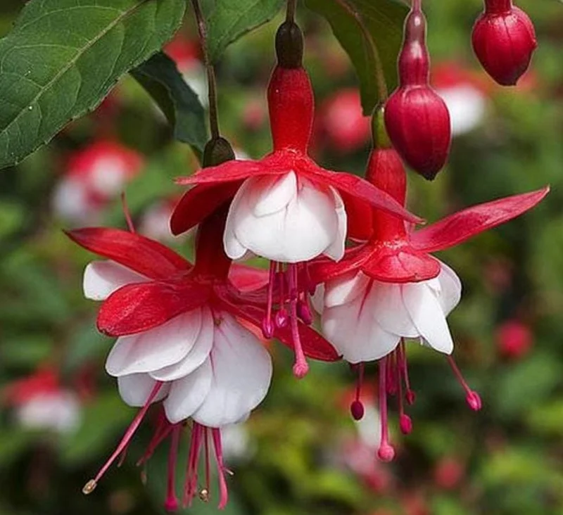 Swingtime Fuchsia Live Plant - 5 Inch Pot - Red & White Blooms - Shade Garden Swingtime Fuchsia Live Plant - 5 Inch Pot - Red & White Blooms - Shade Garden - Image 6