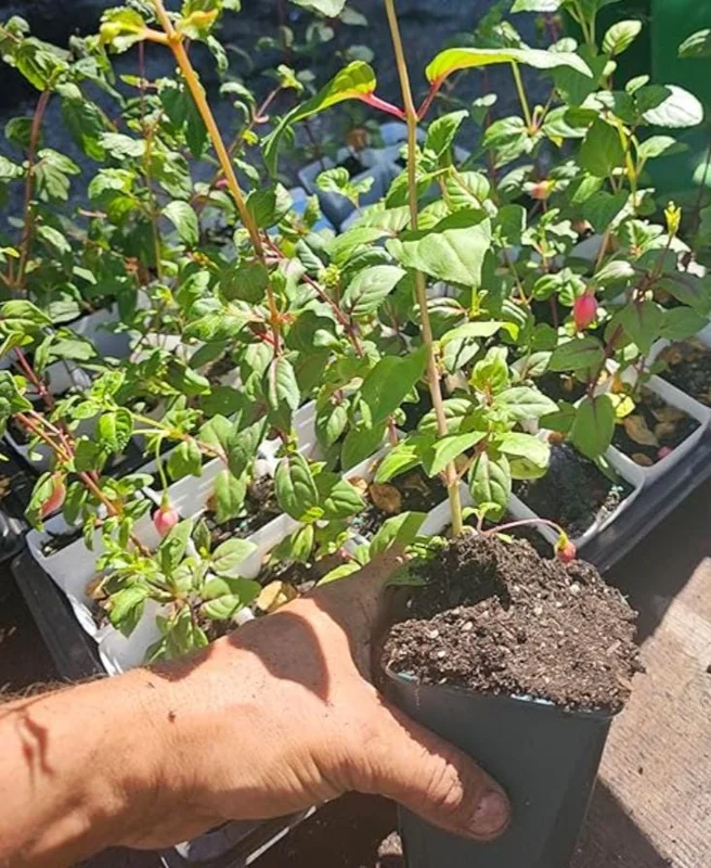 Swingtime Fuchsia Live Plant - 5 Inch Pot - Red & White Blooms - Shade Garden Swingtime Fuchsia Live Plant - 5 Inch Pot - Red & White Blooms - Shade Garden - Image 7