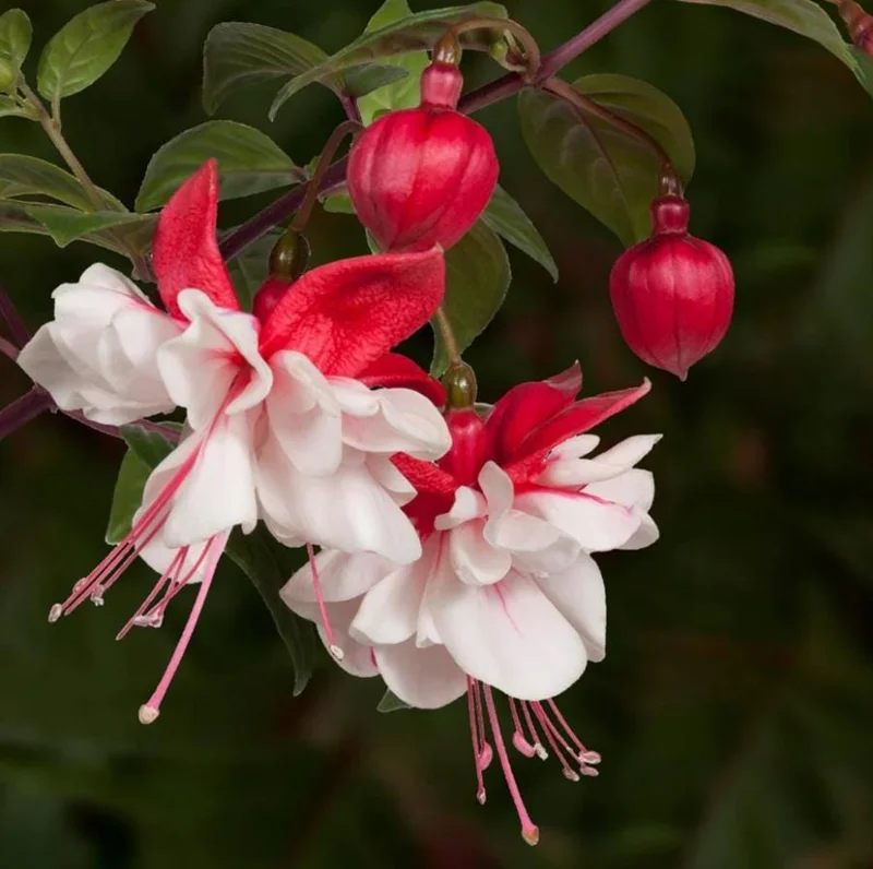 Swingtime Fuchsia Live Plant - 5 Inch Pot - Red & White Blooms - Shade Garden Swingtime Fuchsia Live Plant - 5 Inch Pot - Red & White Blooms - Shade Garden - Image 1