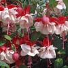 Swingtime Fuchsia Live Plants - Set of 2, 5-inch Pots, Red & White Blooms - Image 1