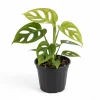 Swiss Cheese Monstera Plant – Live Houseplant – 4-6 Inches Tall – Potted - Image 1