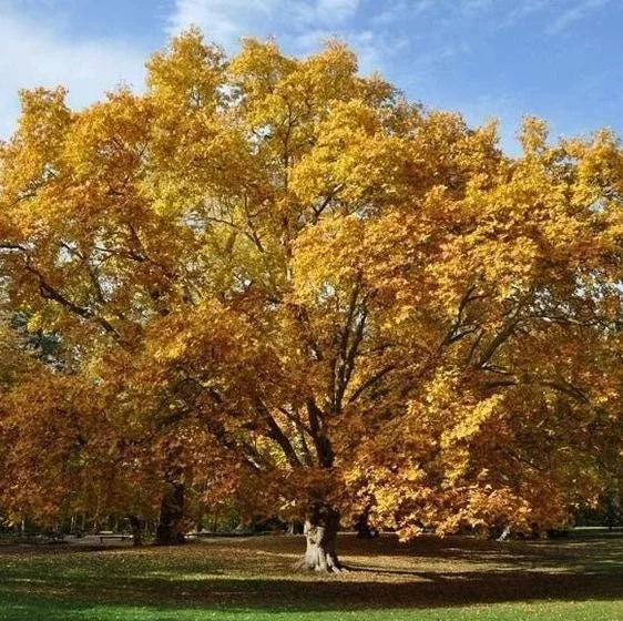 Sycamore Tree Bare Roots - 5 Native Seedlings, 1-2ft Tall, Dormant Sycamore Tree Bare Roots - 5 Native Seedlings, 1-2ft Tall, Dormant - Image 2