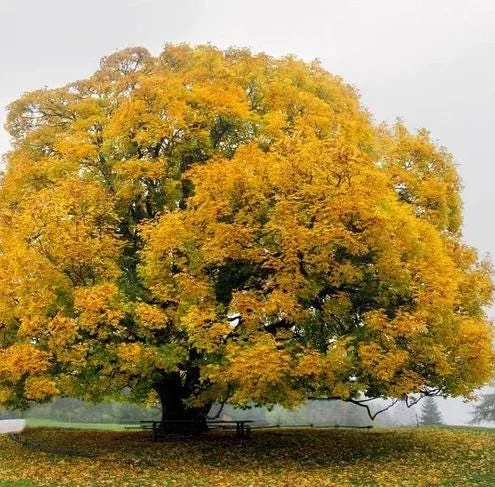 Sycamore Tree Bare Roots - 5 Pack Native Seedlings, 1-2ft Tall Outdoor Sycamore Tree Bare Roots - 5 Pack Native Seedlings, 1-2ft Tall Outdoor - Image 1