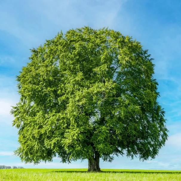 Sycamore Tree Bare Roots - 5 Pack Native Seedlings, 1-2ft Tall Outdoor Sycamore Tree Bare Roots - 5 Pack Native Seedlings, 1-2ft Tall Outdoor - Image 3