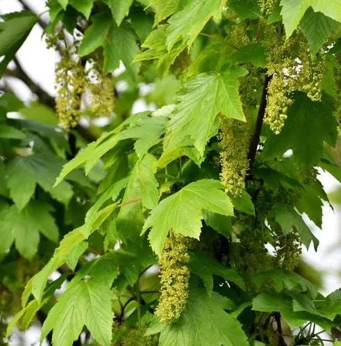 Sycamore Tree Bare Roots - 5 Pack Native Seedlings, 1-2ft Tall Outdoor Sycamore Tree Bare Roots - 5 Pack Native Seedlings, 1-2ft Tall Outdoor - Image 5