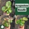 Syngonium Allusion Bundle - 3 Live Arrowhead Vine Plants, 2in Pots, Easy Houseplant - Image 1