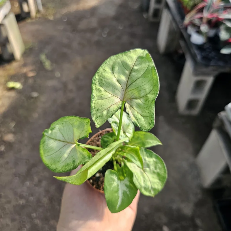 Syngonium Berry Allusion Live Plant - 2in Pot Arrowhead Vine Houseplant Indoor - Image 1