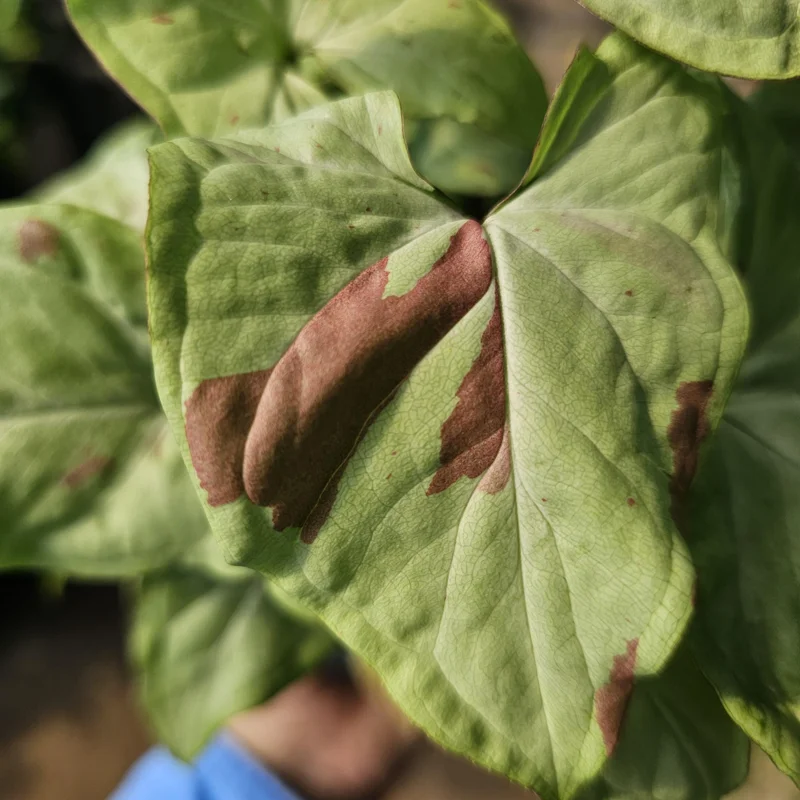 Syngonium Pink Salmon Live Plant – Rare Arrowhead Plant – 4 inch Pot – Indoor Syngonium Pink Salmon Live Plant – Rare Arrowhead Plant – 4 inch Pot – Indoor - Image 2