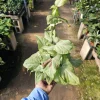 Syngonium Pink Salmon Live Plant – Rare Arrowhead Plant – 4 inch Pot – Indoor Syngonium Pink Salmon Live Plant – Rare Arrowhead Plant – 4 inch Pot – Indoor - Image 1