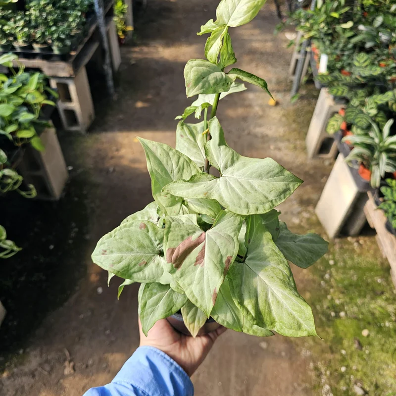 Syngonium Pink Salmon Live Plant – Rare Arrowhead Plant – 4 inch Pot – Indoor Syngonium Pink Salmon Live Plant – Rare Arrowhead Plant – 4 inch Pot – Indoor - Image 1