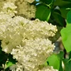 Syringa Primrose Lilac Live Plant - Yellow Reblooming Fragrant Starter - 6-8 Inch Tall - Image 1