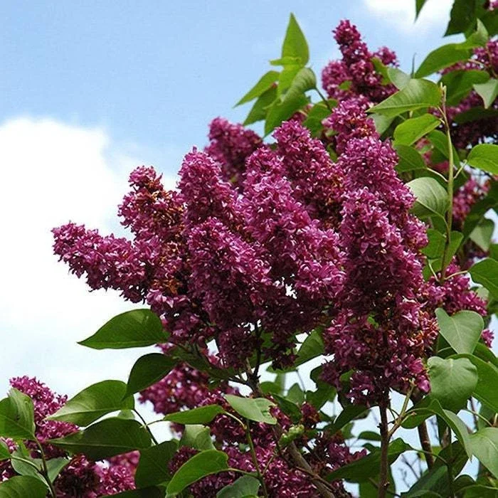 Syringa Vulgaris 'Charles Joly' French Lilac Live Plant - Red/Purple Flowers, 4+ Inches, Outdoor Shrub Syringa Vulgaris 'Charles Joly' French Lilac Live Plant - Red/Purple Flowers, 4+ Inches, Outdoor Shrub - Image 2