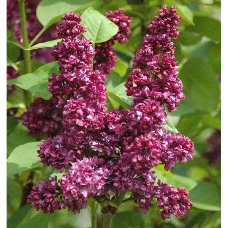 Syringa Vulgaris 'Charles Joly' French Lilac Live Plant - Red/Purple Flowers, 4+ Inches, Outdoor Shrub Syringa Vulgaris 'Charles Joly' French Lilac Live Plant - Red/Purple Flowers, 4+ Inches, Outdoor Shrub - Image 1
