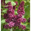 Syringa Vulgaris 'Charles Joly' Red French Lilac Live Plant – 4+ Inches Bare Root – Outdoor Shrub - Image 1