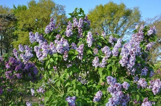 Syringa Vulgaris 'Nadezhda' Blue French Lilac Live Plant 4+ Inches Bare Root Outdoor Syringa Vulgaris 'Nadezhda' Blue French Lilac Live Plant 4+ Inches Bare Root Outdoor - Image 2