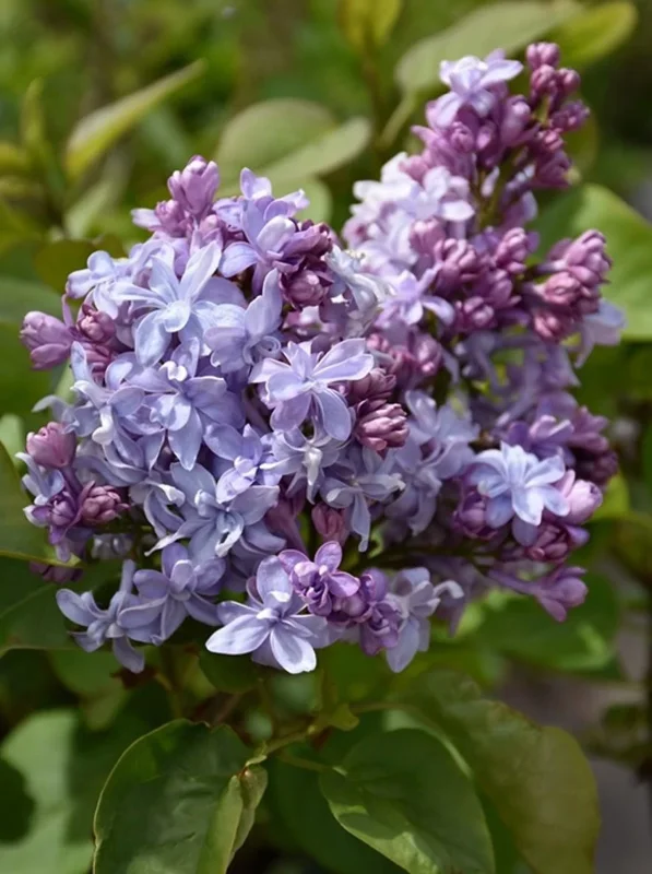 Syringa Vulgaris 'Nadezhda' Blue French Lilac Live Plant 4+ Inches Bare Root Outdoor Syringa Vulgaris 'Nadezhda' Blue French Lilac Live Plant 4+ Inches Bare Root Outdoor - Image 3