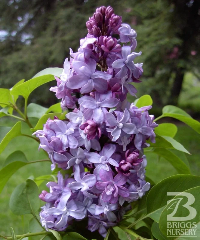 Syringa Vulgaris 'Nadezhda' Blue French Lilac Live Plant 4+ Inches - Image 1