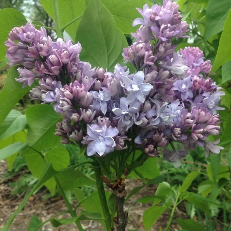 Syringa vulgaris 'Nadezhda' Blue French Lilac Live Plant 4+ Inches Bare Root Outdoor Syringa vulgaris 'Nadezhda' Blue French Lilac Live Plant 4+ Inches Bare Root Outdoor - Image 4