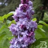 Syringa vulgaris 'Nadezhda' Blue French Lilac Live Plant 4+ Inches Bare Root Outdoor - Image 1