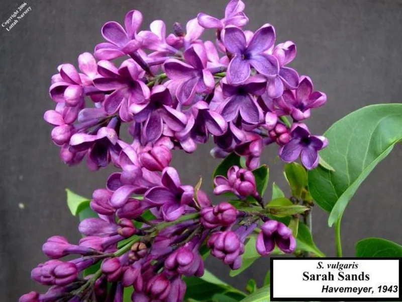 Syringa Vulgaris 'Sarah Sands' Lilac Live Plant – 14+ Inches Tall – Outdoor Shrub - Image 2