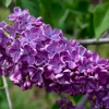 Syringa vulgaris 'Sarah Sands' Lilac Live Plant - 14+ Inches Tall, Dark Purple Flowers, Outdoor Shrub Syringa vulgaris 'Sarah Sands' Lilac Live Plant - 14+ Inches Tall, Dark Purple Flowers, Outdoor Shrub - Image 1