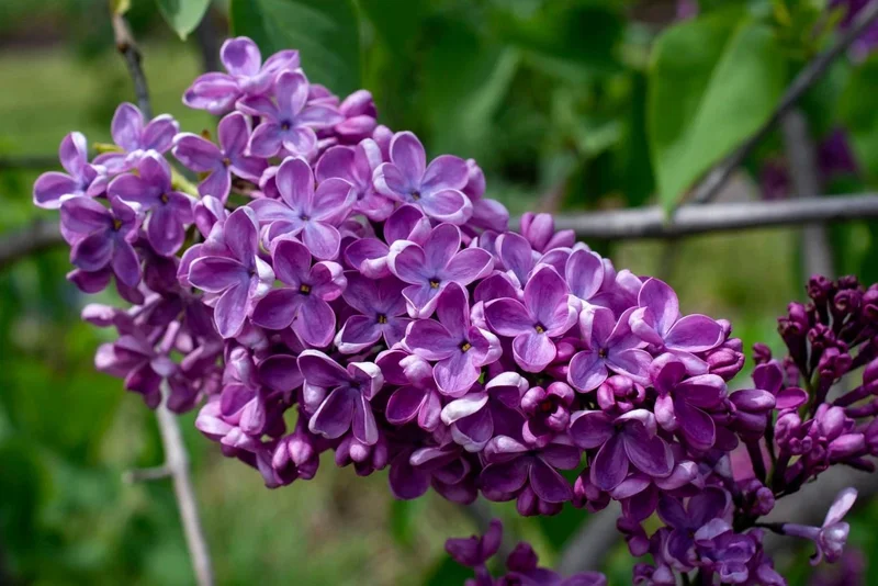 Syringa vulgaris 'Sarah Sands' Lilac Live Plant - 14+ Inches Tall, Dark Purple Flowers, Outdoor Shrub Syringa vulgaris 'Sarah Sands' Lilac Live Plant - 14+ Inches Tall, Dark Purple Flowers, Outdoor Shrub - Image 1