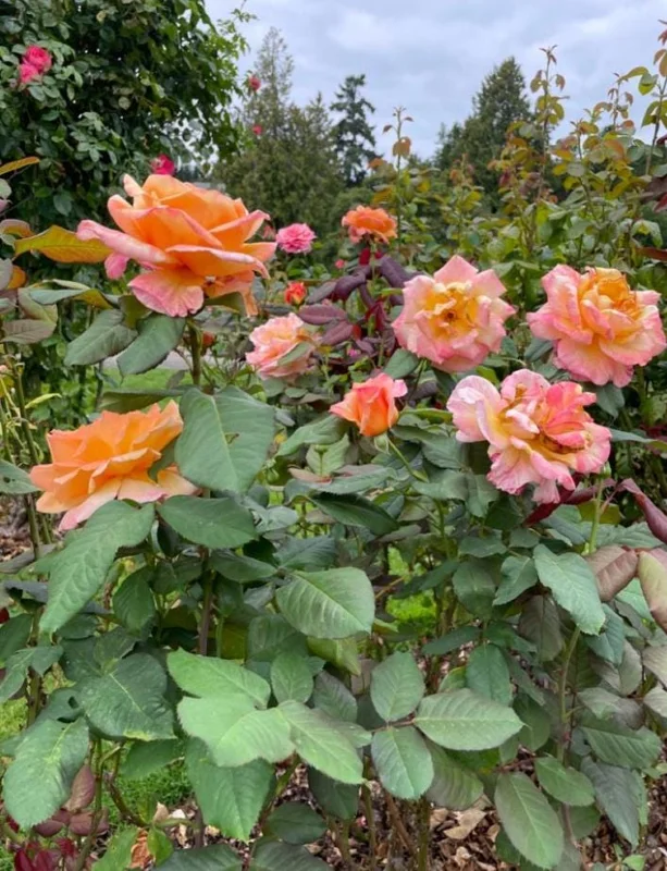 Tahitian Sunset Hybrid Tea Rose Live Plant – 5-9 Inch Tall Bush, Fragrant Outdoor Garden Shrub Tahitian Sunset Hybrid Tea Rose Live Plant – 5-9 Inch Tall Bush, Fragrant Outdoor Garden Shrub - Image 2