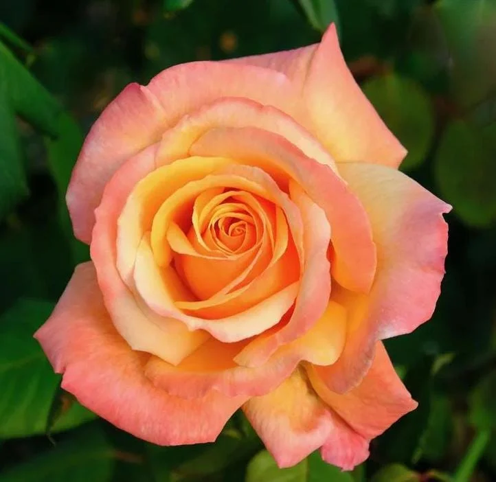 Tahitian Sunset Hybrid Tea Rose Live Plant – 5-9 Inch Tall Bush, Fragrant Outdoor Garden Shrub Tahitian Sunset Hybrid Tea Rose Live Plant – 5-9 Inch Tall Bush, Fragrant Outdoor Garden Shrub - Image 3
