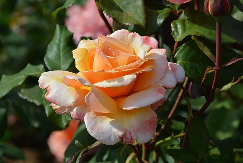 Tahitian Sunset Hybrid Tea Rose Live Plant – 5-9 Inch Tall Bush, Fragrant Outdoor Garden Shrub Tahitian Sunset Hybrid Tea Rose Live Plant – 5-9 Inch Tall Bush, Fragrant Outdoor Garden Shrub - Image 4