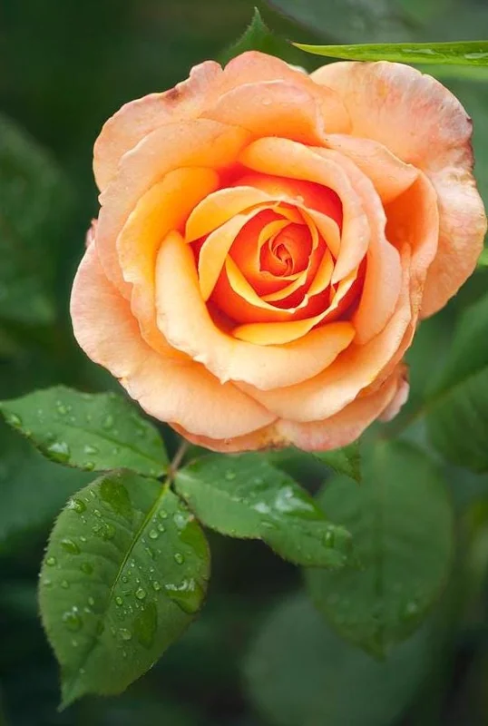 Tahitian Sunset Hybrid Tea Rose Live Plant – 5-9 Inch Tall Bush, Fragrant Outdoor Garden Shrub Tahitian Sunset Hybrid Tea Rose Live Plant – 5-9 Inch Tall Bush, Fragrant Outdoor Garden Shrub - Image 5